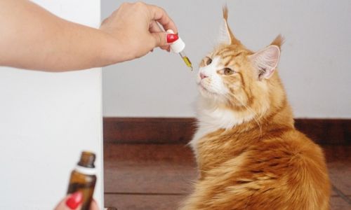 Best CBD Oil For Cats With Cancer