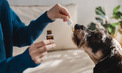 Best CBD Oil For Dogs With Hip Dysplasia