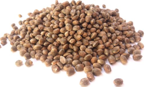 Best Cannabis Seeds For Hydroponics