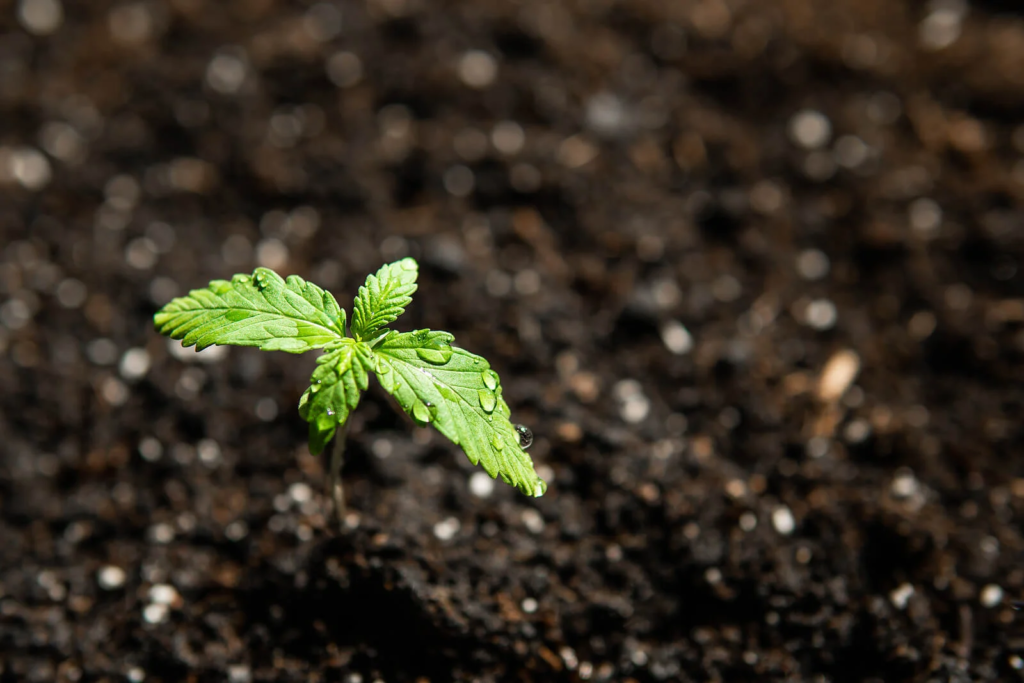 The Ultimate Guide to Choosing the Best Soil for CBD Seed Growth