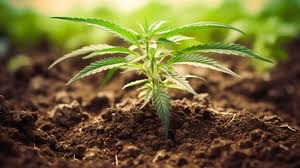 cannabis soil requirement