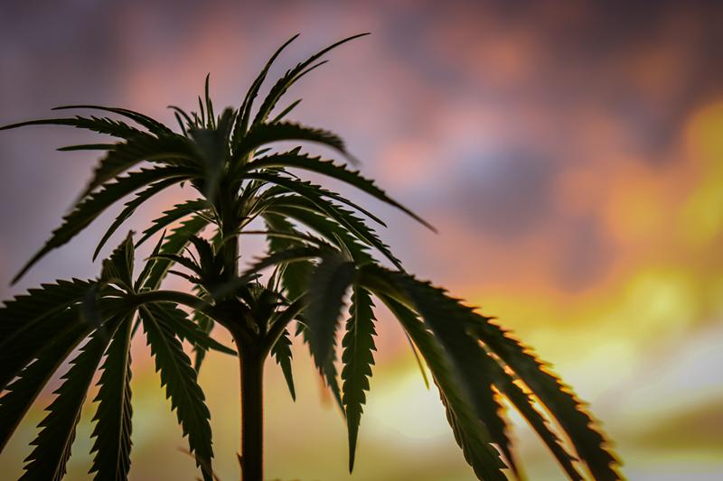 Cannabis and Sports