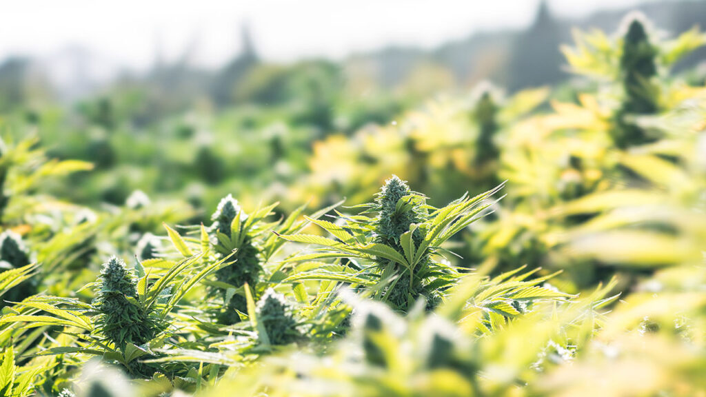 Common Mistakes to Avoid When Germinating Cannabis