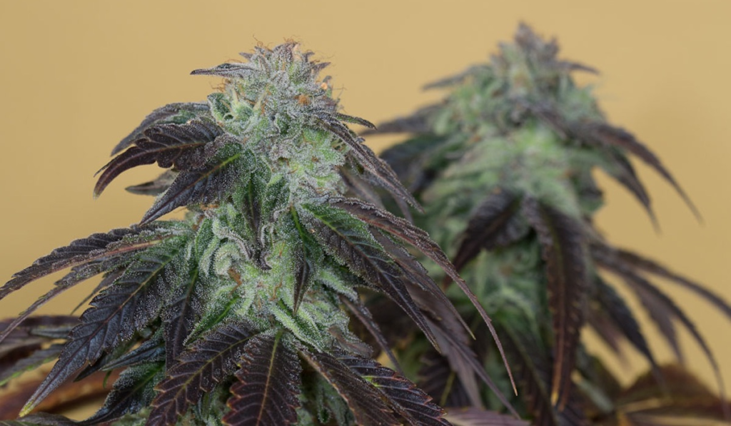 OG kush