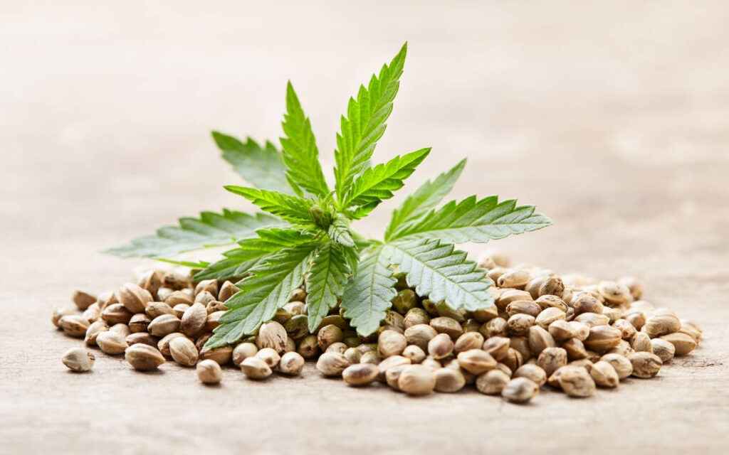 Cannabis Seed Germination