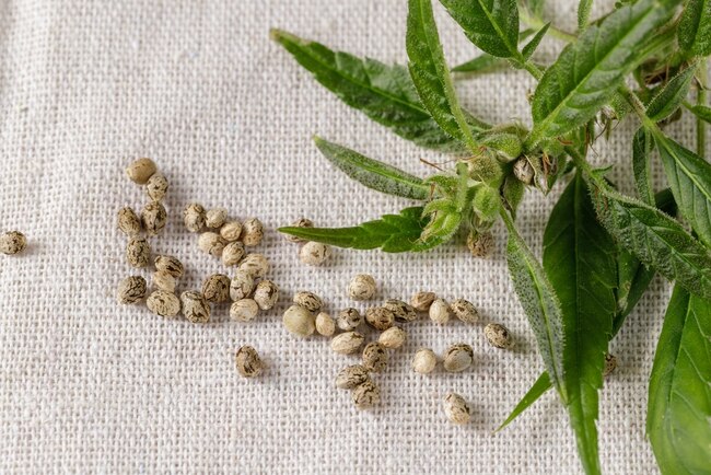 Cannabis Crafting DIY Topicals & Balms for Targeted Relief