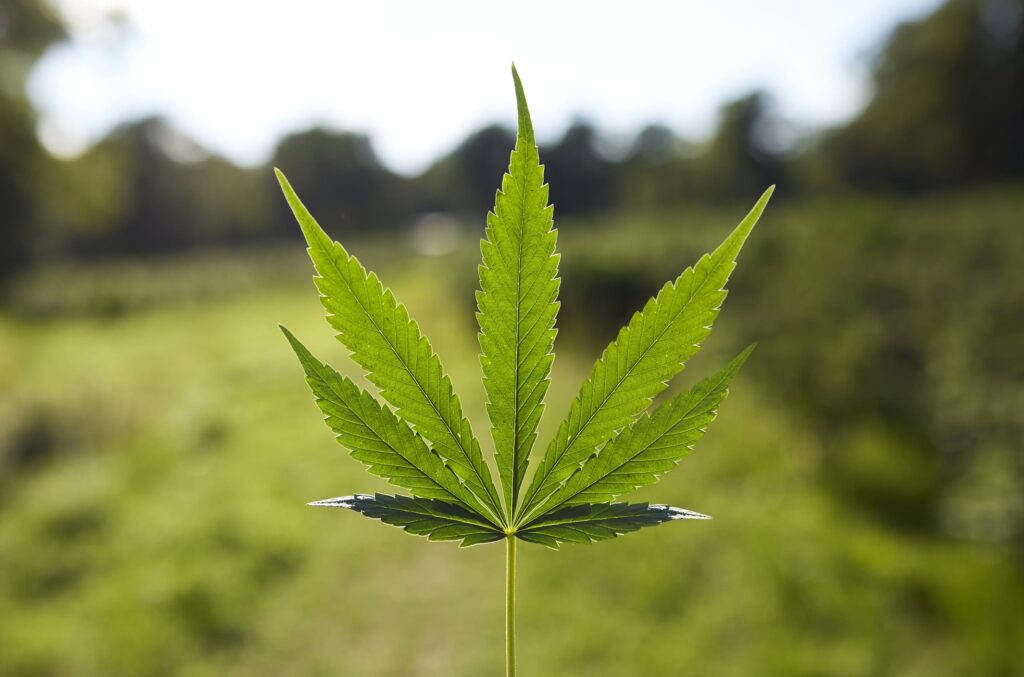 Cannabis Edibles vs Smoking