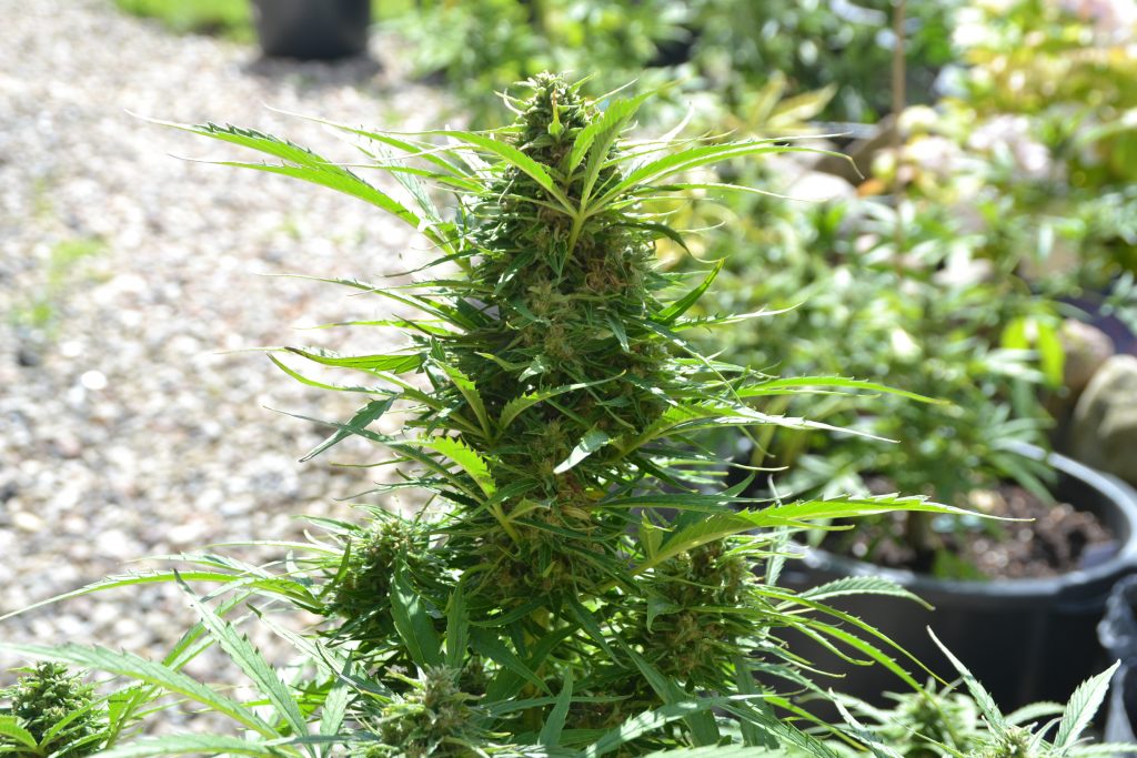 The Science of Microdosing Cannabis Benefits and Risks