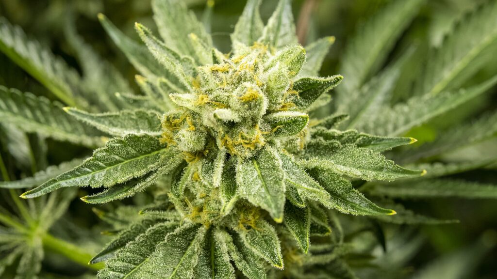 Why Proper Cannabis Storage Matters