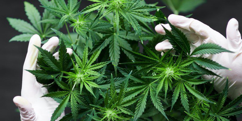 Are Cannabis Drinks Better Than Edibles