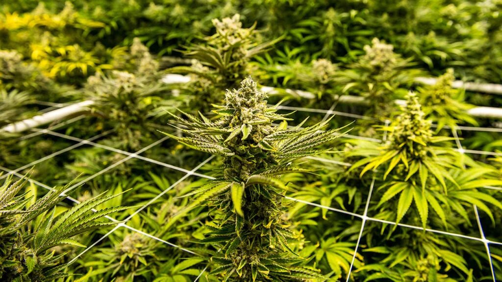 Understanding Cannabis Edibles