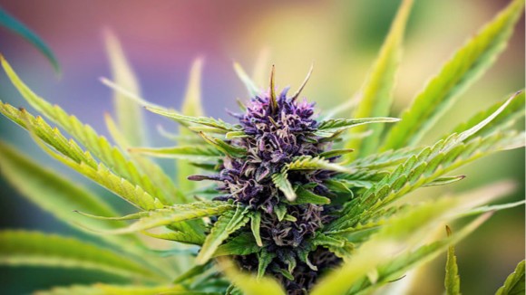 Cannabis Affects the Body and Mind