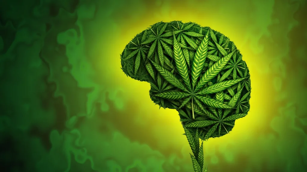 Cannabis and Appetite