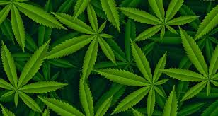 Cannabis and Appetite